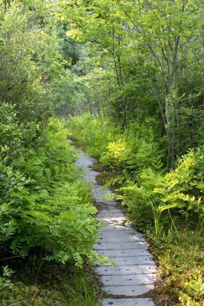 Pinhook Trail